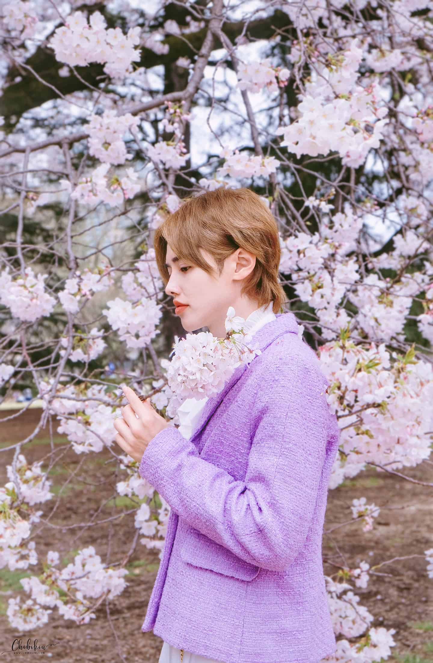 nhật bản hoa anh đào